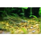 Мистус (Mystus vittatus)