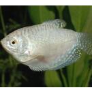 Гурами Перламутровый (Pearl Gourami)
