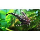 Сом Агамикс Звездчатый (Agamyxis albomaculatus) 6-8см