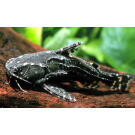 Сом Агамикс Звездчатый (Agamyxis albomaculatus) 6-8см
