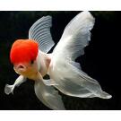Золотая рыбка (Carassius auratus) Оранда 5-6см