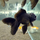 Золотая рыбка (Carassius auratus) Оранда 5-6см
