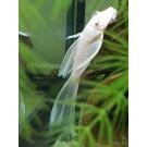 Анциструс Снежок Snow White L144
