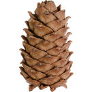 Лакомство Little One Cedar Cone Кедровая шишка для всех грызунов, 1шт