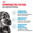 0,8кг Корм ROYAL CANIN Mini Puppy для щенков мелких пород с 2 до 10 месяцев