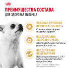 0,5кг Корм ROYAL CANIN Chihuahua Adult для взрослых собак породы Чихуахуа c 8 месяцев