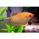 Гурами Золотой (Trichogaster trichopterus sumatranus Gold) 3-4см