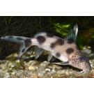 Сом Синодонтис (Synodontis) 8-10см