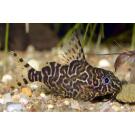 Сом Синодонтис (Synodontis) 8-10см