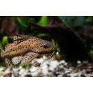 Сом Синодонтис (Synodontis) 8-10см