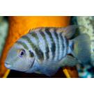 Цихлазома Чернополосая (Cichlasoma nigrofasciatum) 1-1,5см