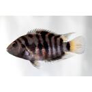 Цихлазома Чернополосая (Cichlasoma nigrofasciatum) 1-1,5см