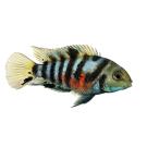 Цихлазома Чернополосая (Cichlasoma nigrofasciatum) 1-1,5см