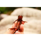 Тритон Огненнобрюхий (Newt-Red-bellied Fire)  5-6см