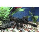Сом Плекостомус (Hypostomus plecostomus) 6-7см