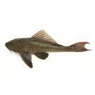 Сом Плекостомус (Hypostomus plecostomus) 6-7см