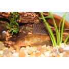 Сом Плекостомус (Hypostomus plecostomus) 6-7см