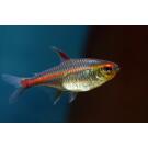 Эритрозонус (Hemigrammus erythrozonus)