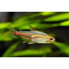 Эритрозонус (Hemigrammus erythrozonus)