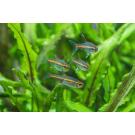 Эритрозонус (Hemigrammus erythrozonus)