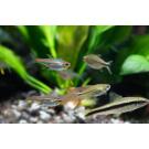 Эритрозонус (Hemigrammus erythrozonus)