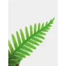 Растение Aquatic plant для аквариума Папоротник зелёный, 10см