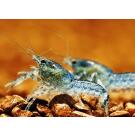 Рак Мексиканский карликовый синий