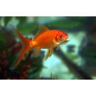 Золотая рыбка (Carassius auratus) Комета