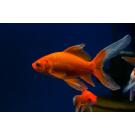 Золотая рыбка (Carassius auratus) Комета