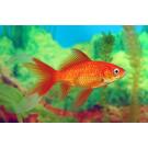 Золотая рыбка (Carassius auratus) Комета