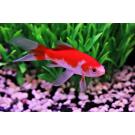 Золотая рыбка (Carassius auratus) Комета