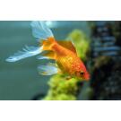 Золотая рыбка (Carassius auratus) Комета
