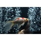 Золотая рыбка (Carassius auratus) Комета