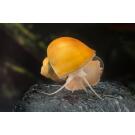 Улитка Ампулярия 1,5-2см