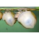 Улитка Ампулярия 1,5-2см