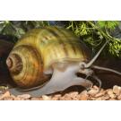 Улитка Ампулярия 1,5-2см