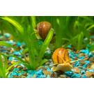 Улитка Ампулярия 1,5-2см