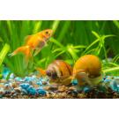 Улитка Ампулярия 1,5-2см