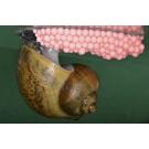 Улитка Ампулярия 1,5-2см