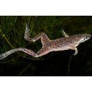 Лягушка Карликовая