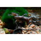 Лягушка Карликовая