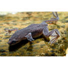 Лягушка Карликовая