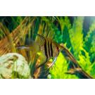 Скалярия ассорти