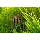 Скалярия ассорти