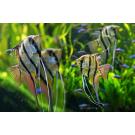 Скалярия ассорти