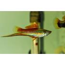 Меченосец (Xiphophorus helleri)