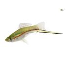 Меченосец (Xiphophorus helleri)