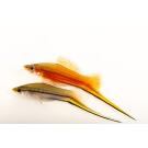 Меченосец (Xiphophorus helleri)