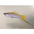 Меченосец (Xiphophorus helleri)