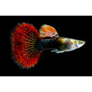 Гуппи (Poecilia reticulata)